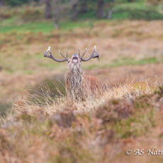 Stag Bolving on Exmoor