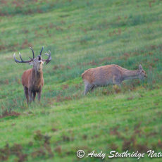 Stag Bolving with Hind