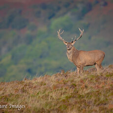 Exmoor Royal Stag