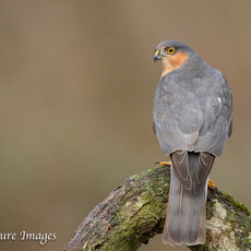 ' Eye of the Hunter ' - Male Sparrowhawk