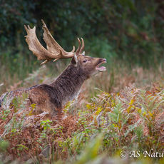 Fallow Buck Bellowing
