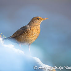 Female Blackbird in the Snow