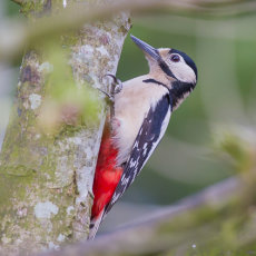 Female Great Spotted Woodpecker in Tree Canopy