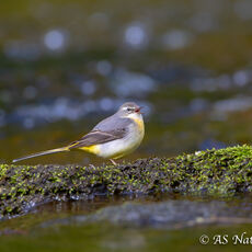 Female Grey Wagtail Calling