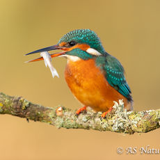 Female Kingfisher with Catch