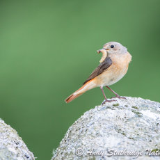 Female Redstart on Wall