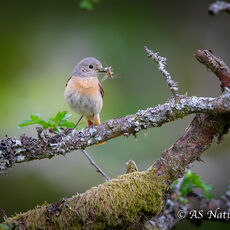 Female Redstart