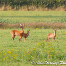 Roe Deer Doe & Kids