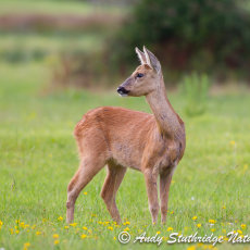 Roe Deer Doe