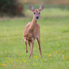 Roe deer Doe on Alert