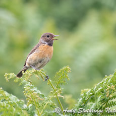 Female Stonechat Calling