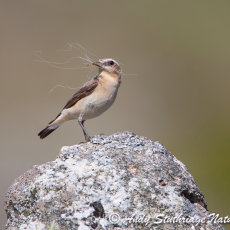 Female Wheatear with Horse Hair