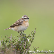 Female Whinchat on Heather