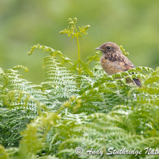 Stonechat Fledgeling