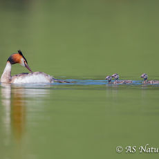 Great Crested Grebe with Chicks