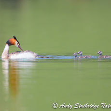Following On!...Great Crested Grebe with Chicks
