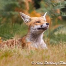 Fox Lying Down