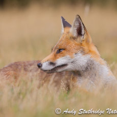 Fox lying in field