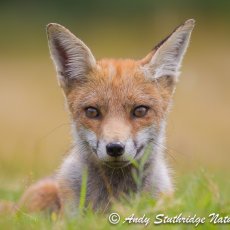 Fox Portrait
