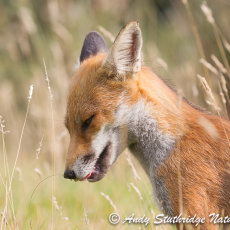 Fox Scenting Grass Stalk
