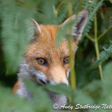 Fox Watching from Cover