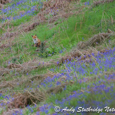 Fox and Bluebells