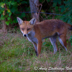 Fox at Dusk