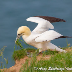 Gannet Collecting Nesting Material