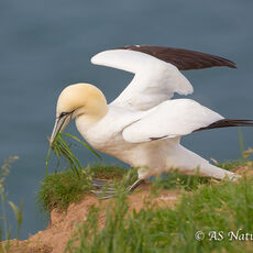 Gannet Collecting Nest Material