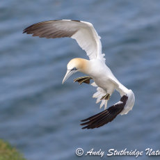 Gannet Coming in to Land