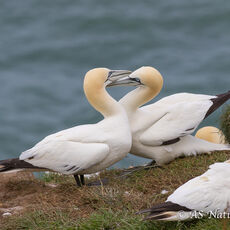 Gannet Courtship -2