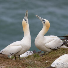 Gannet Courtship
