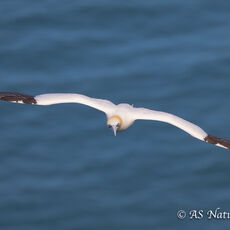 Incoming Gannet