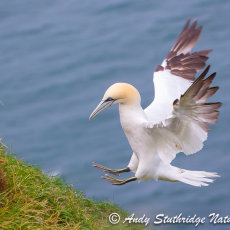 Gannet Landing on Cliff Top