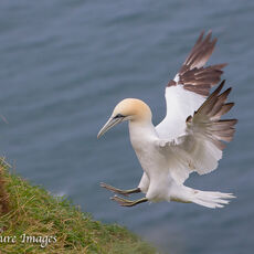 Gannet Landing on Cliff Top