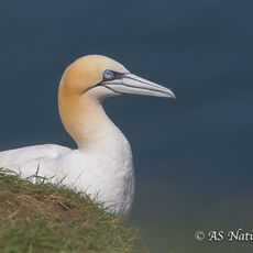 Gannet Portrait 2