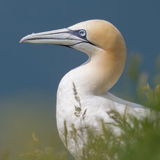 Gannet Portrait -3