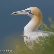 Gannet Portrait