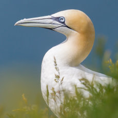 Gannet Portrait