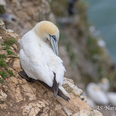 Gannet Preening