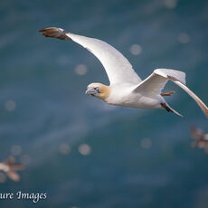 Gannet Flying High Over the Clifftops