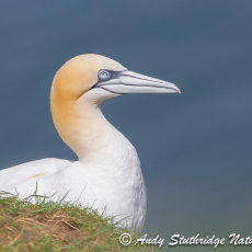 Gannet on Cliff Top