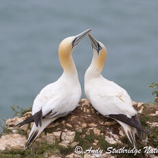 Gannets Bonding