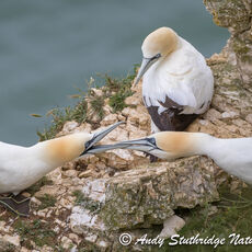 Gannets Fighting