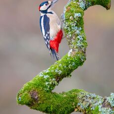 Male Great Spotted Woodpecker in Oak Tree