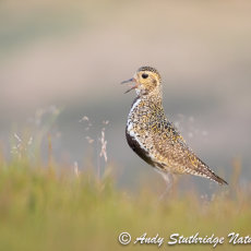 Male golden Plover Calling
