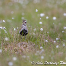 Male Golden Plover Calling in Cotton Grass