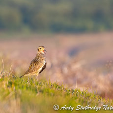 Male Golden Plover Calling in Evening Light