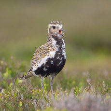 Male Golden Plover Calling in Close-up