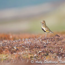 Golden Plover Calling on Moorland